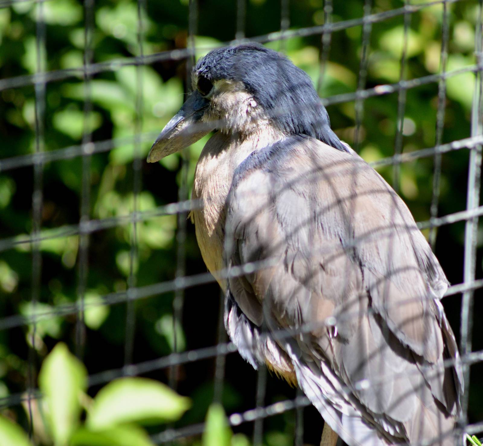 Honduran Boat-billed Heron