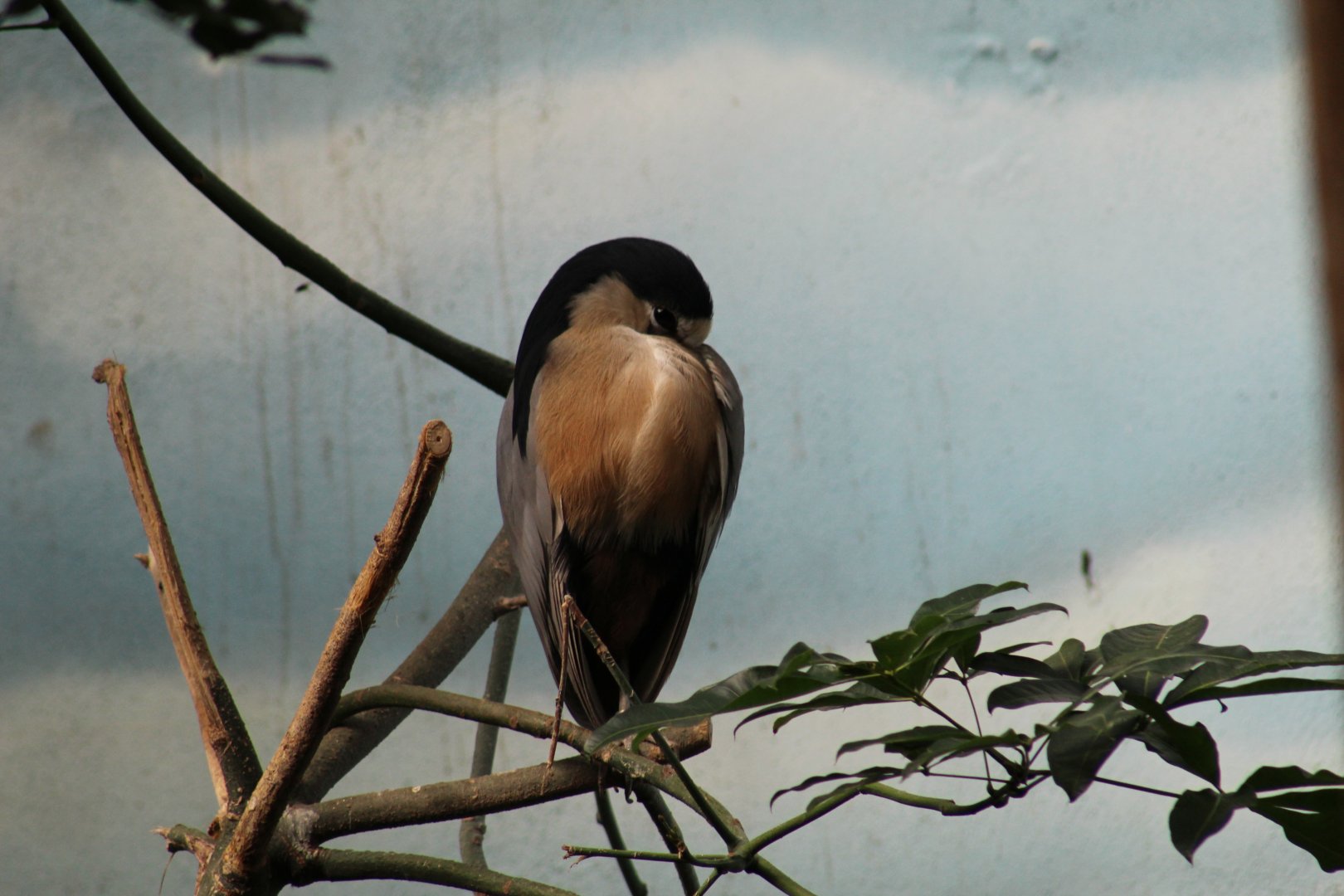 Honduran Boat-Billed Heron