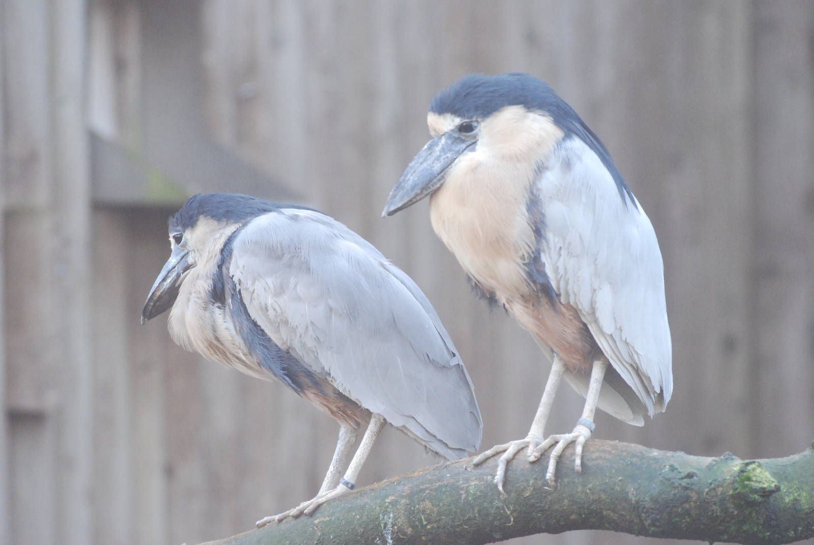 Honduran Boat-billed Herons at Blackbrook, 28/10/11
