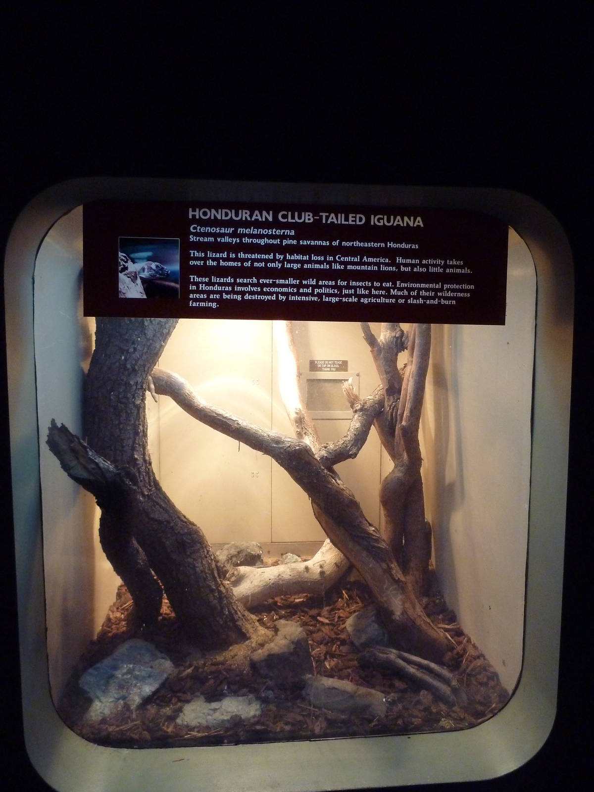 Honduran Club-Tailed Iguana Exhibit