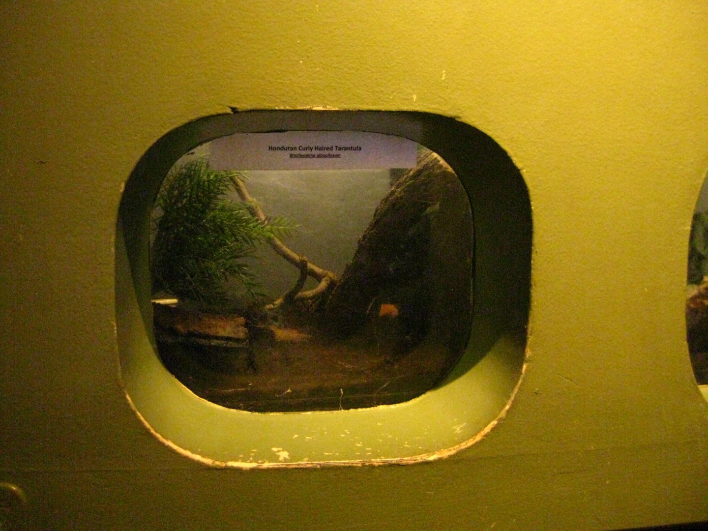 Honduran Curly Haired Tarantula Exhibit