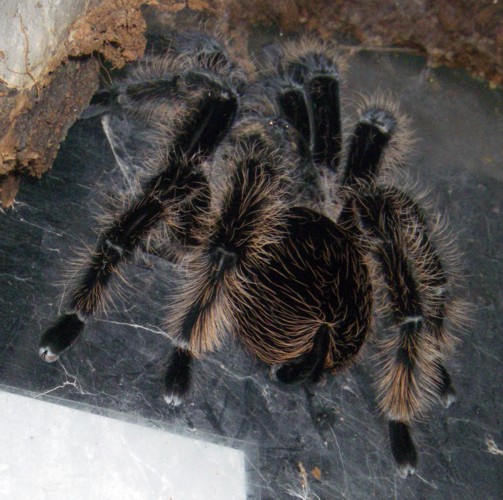Honduran Curlyhair Tarantula (Brachypelma albopilosum)