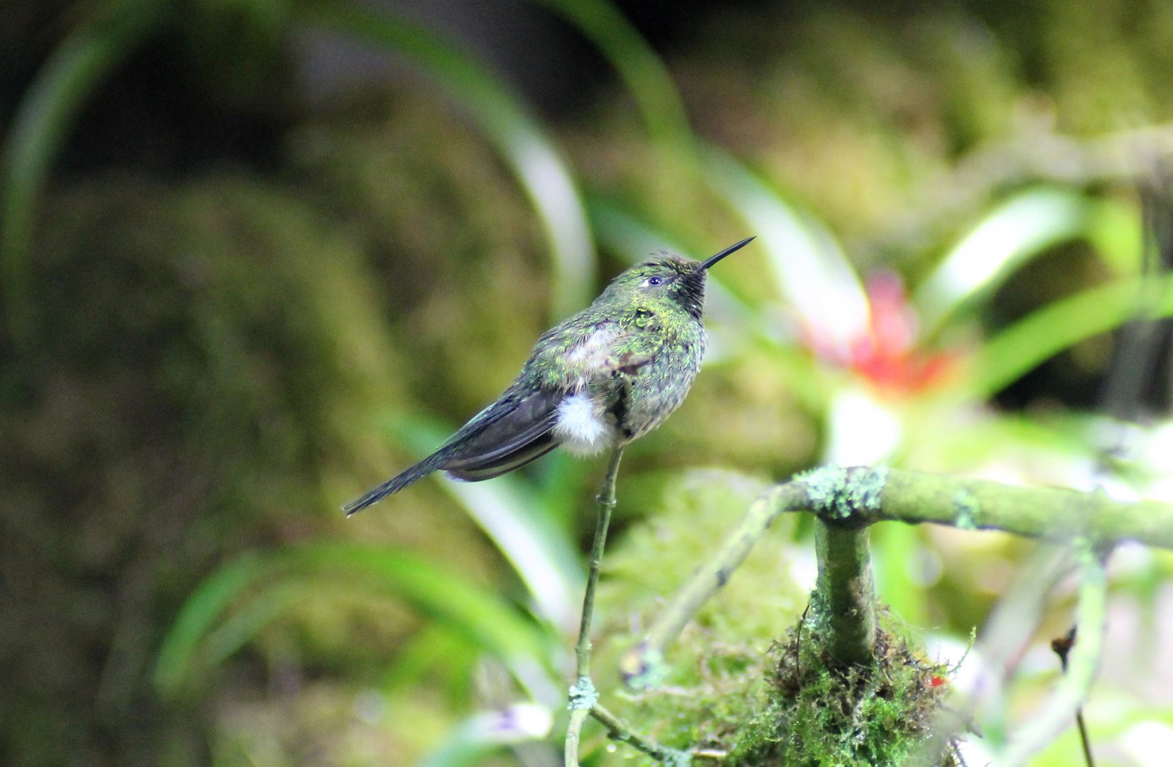 (?) Honduran emerald (Amazilia luciae)