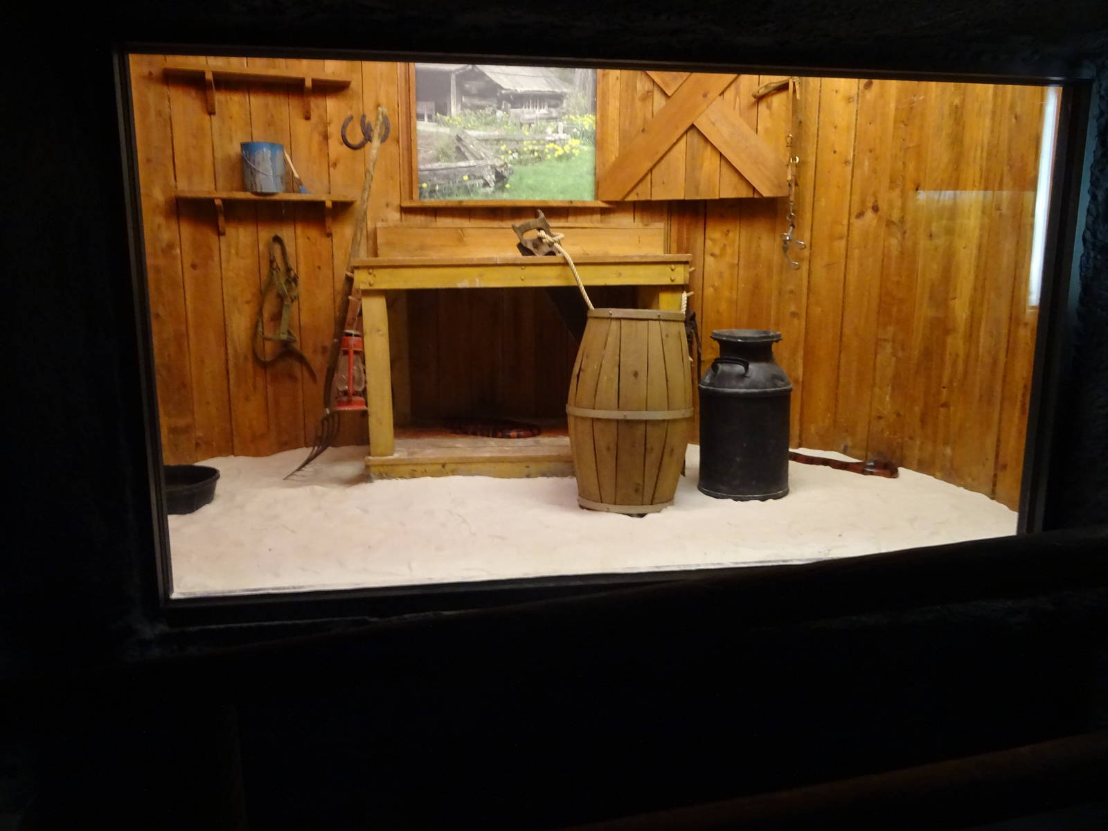 Honduran Milk Snake Exhibit at Busch Gardens Tampa