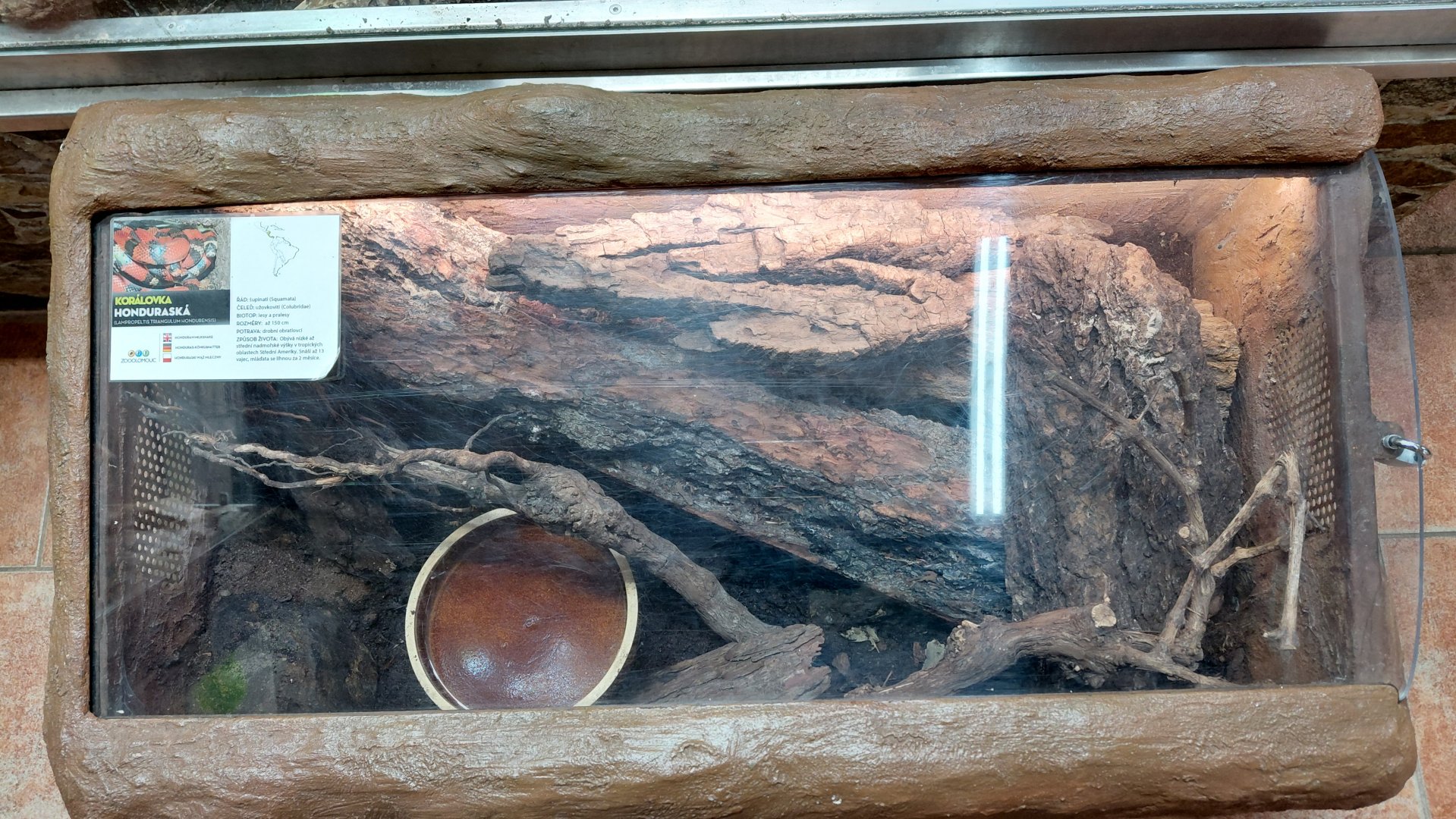 Honduran milk snake exhibit