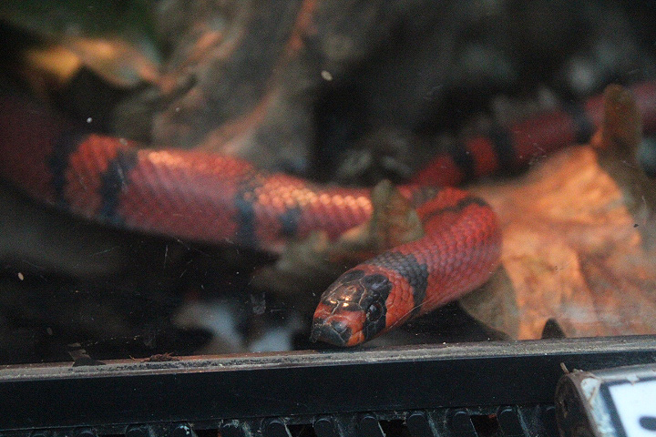 Honduran milk snake (Lampropeltis triangulum hondurensis) - Suraloka Interactive Zoo