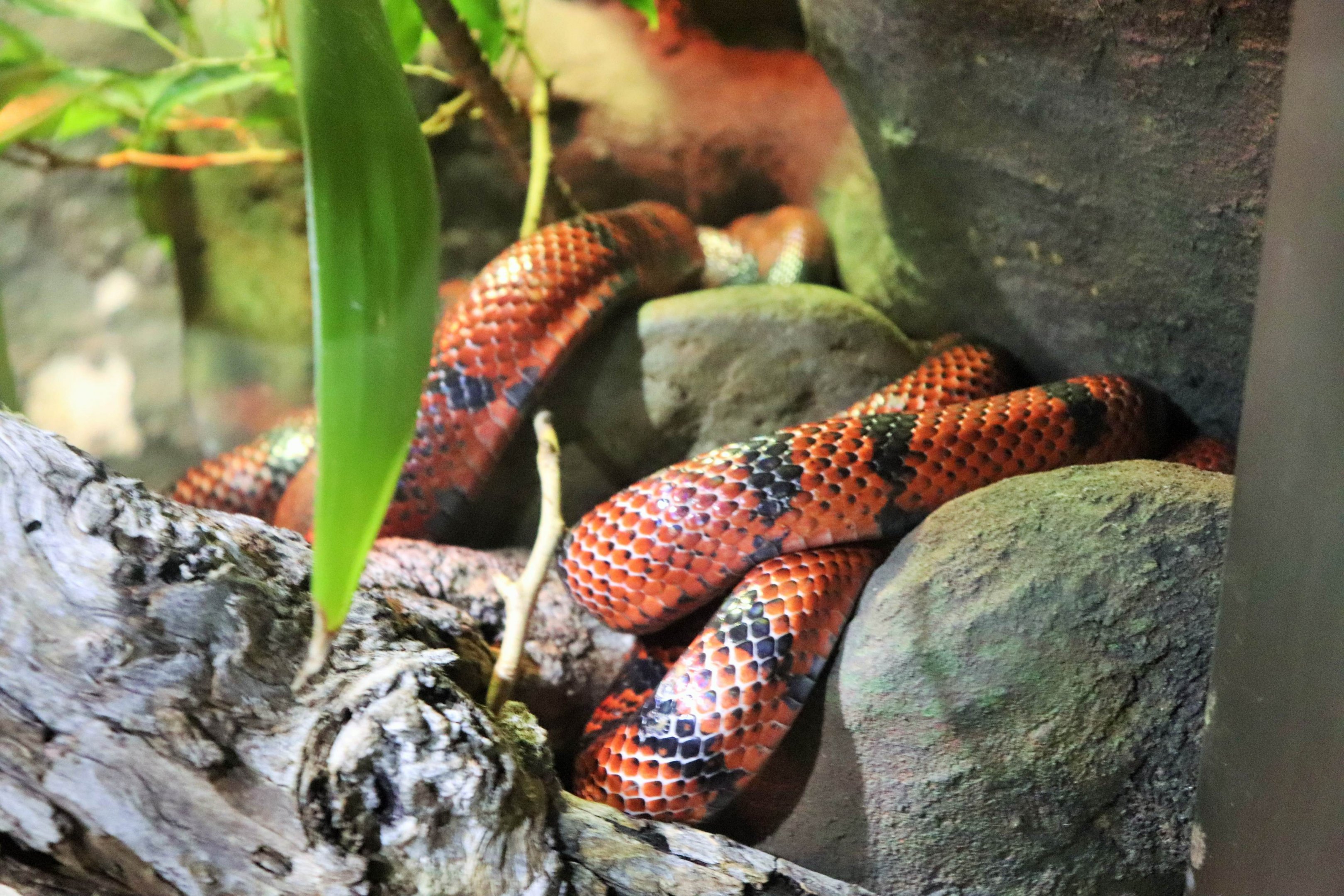 Honduran Milk Snake (Lampropeltis triangulum hondurensis)