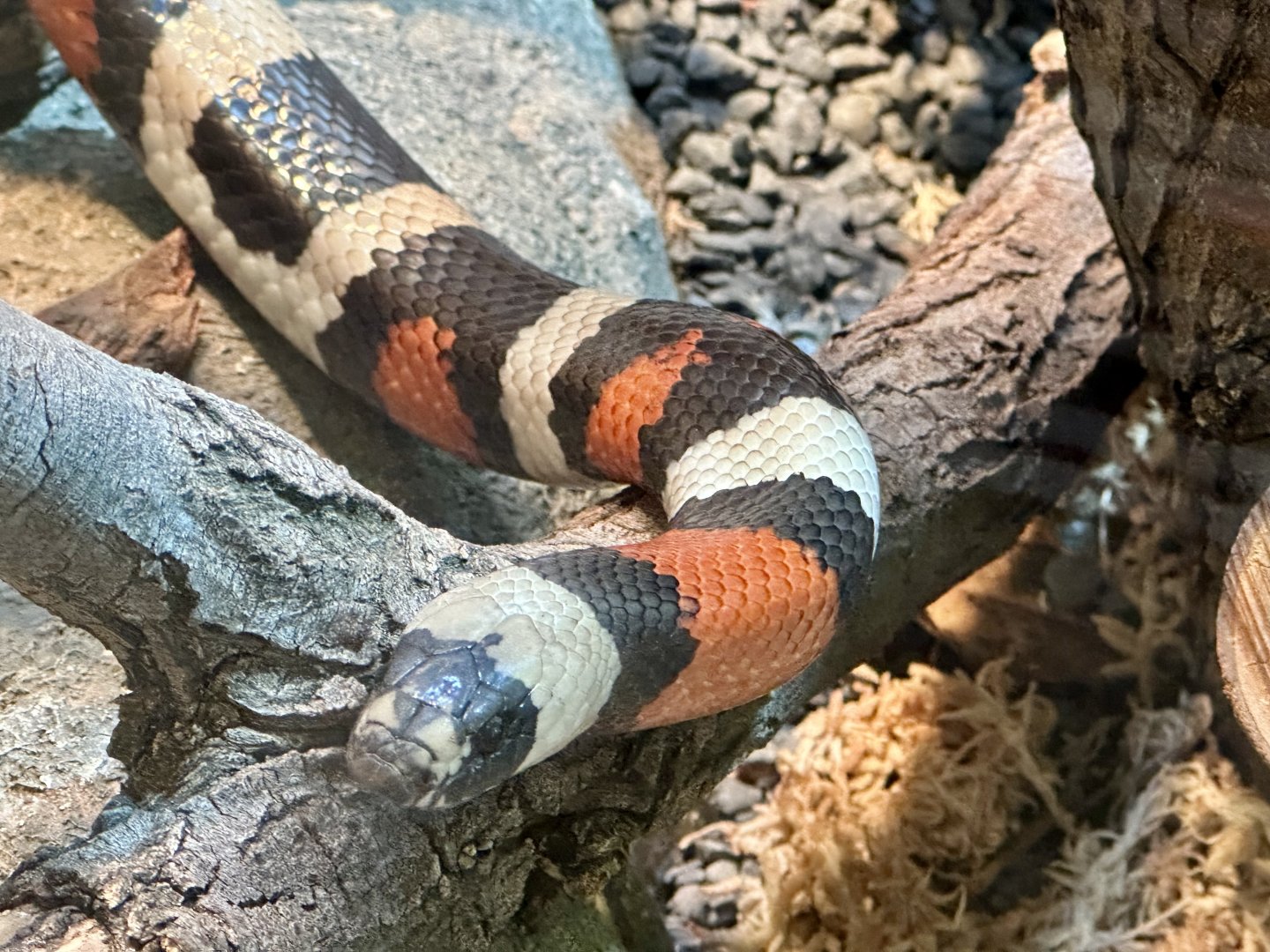 Honduran milk snake (Lampropeltis triangulum hondurensis)