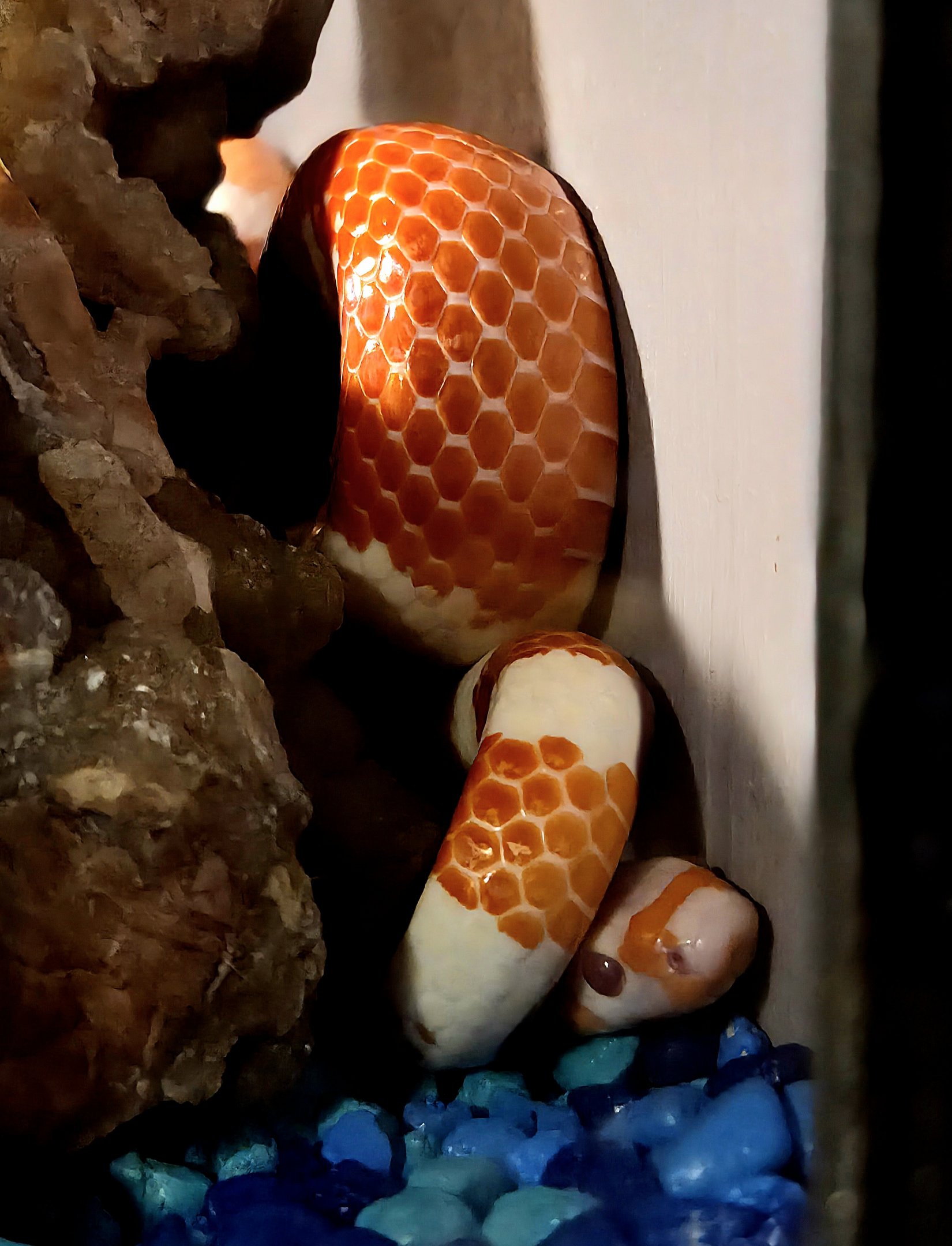 Honduran Milk Snake-Reptile Gardens