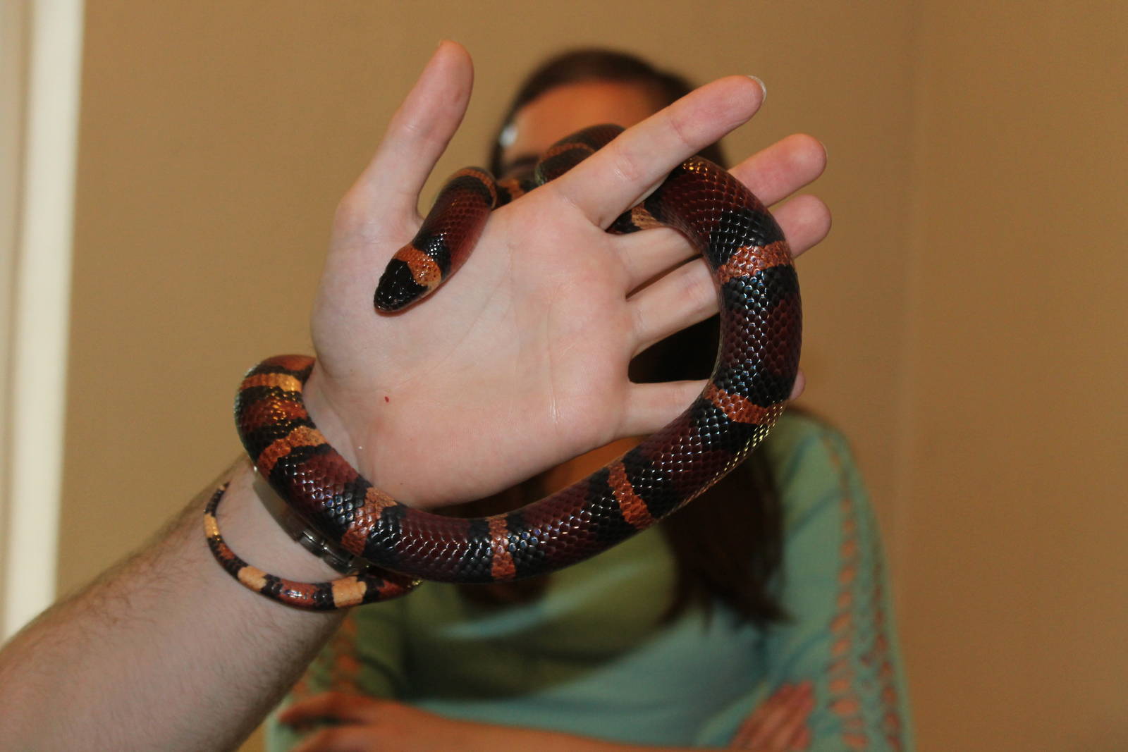 Honduran Milk Snake