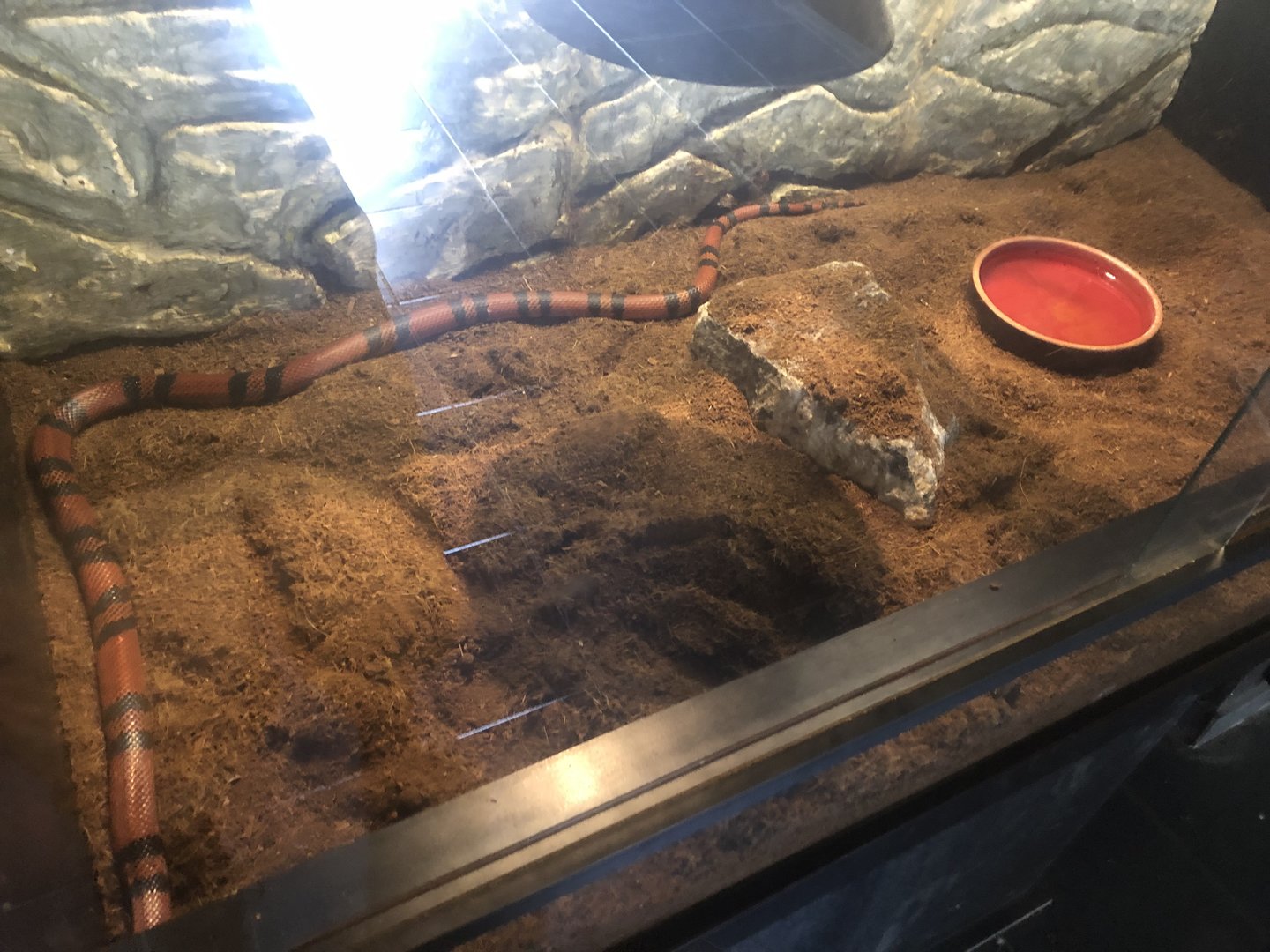 Honduran Milksnake Enclosure at Park of Istanbul