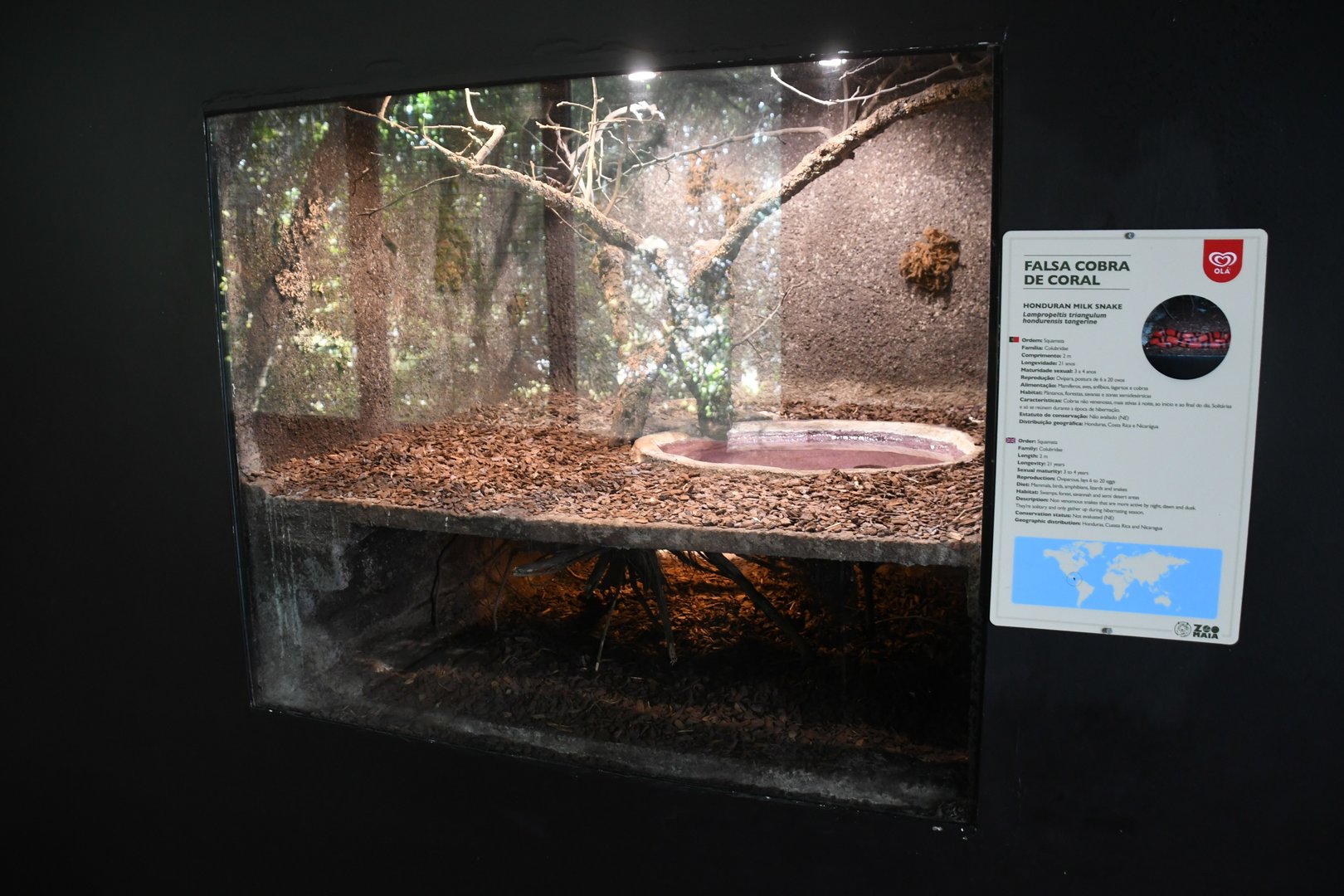 Honduran Milksnake tank (Reptile House)