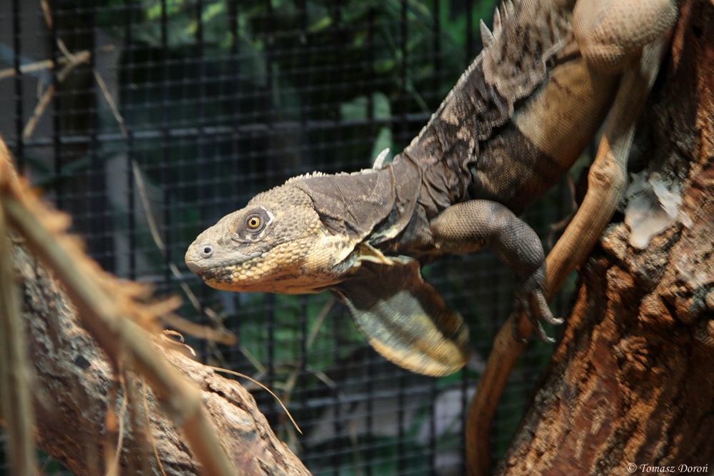 Honduran Paleate Spiny-tailed Iguana (Ctenosaura melanosterna)