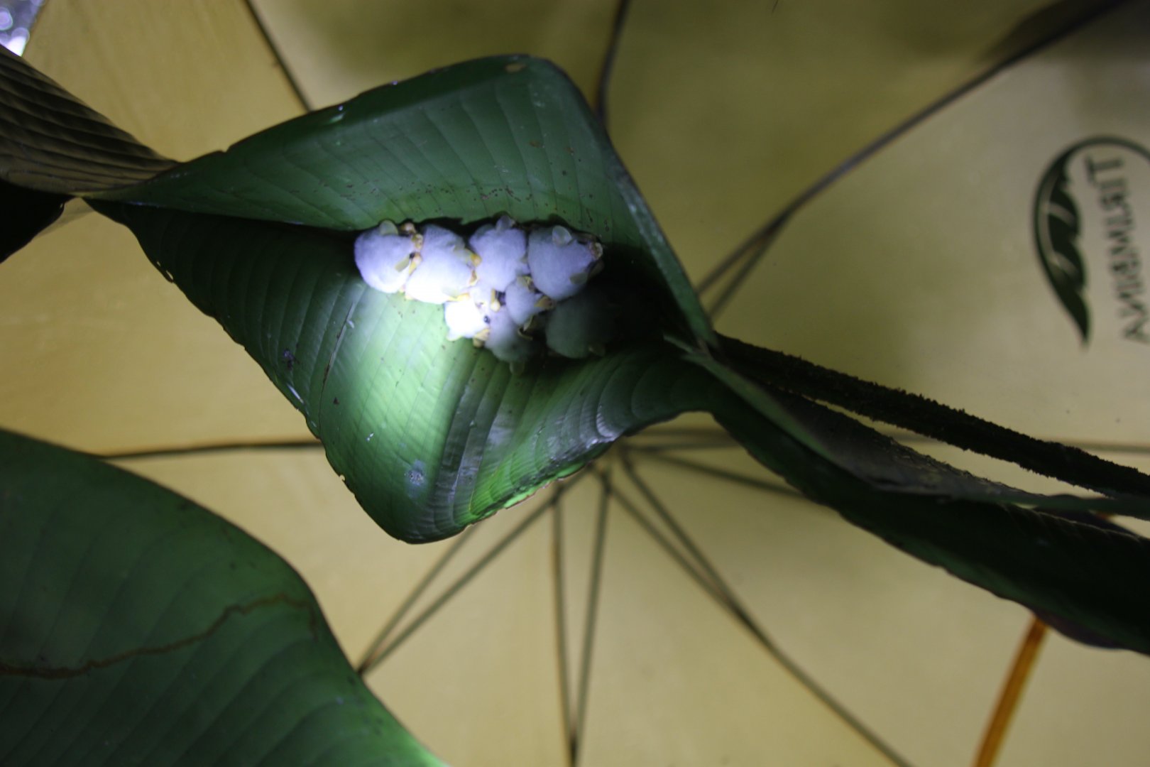 Honduran white bat (Ectophylla alba)