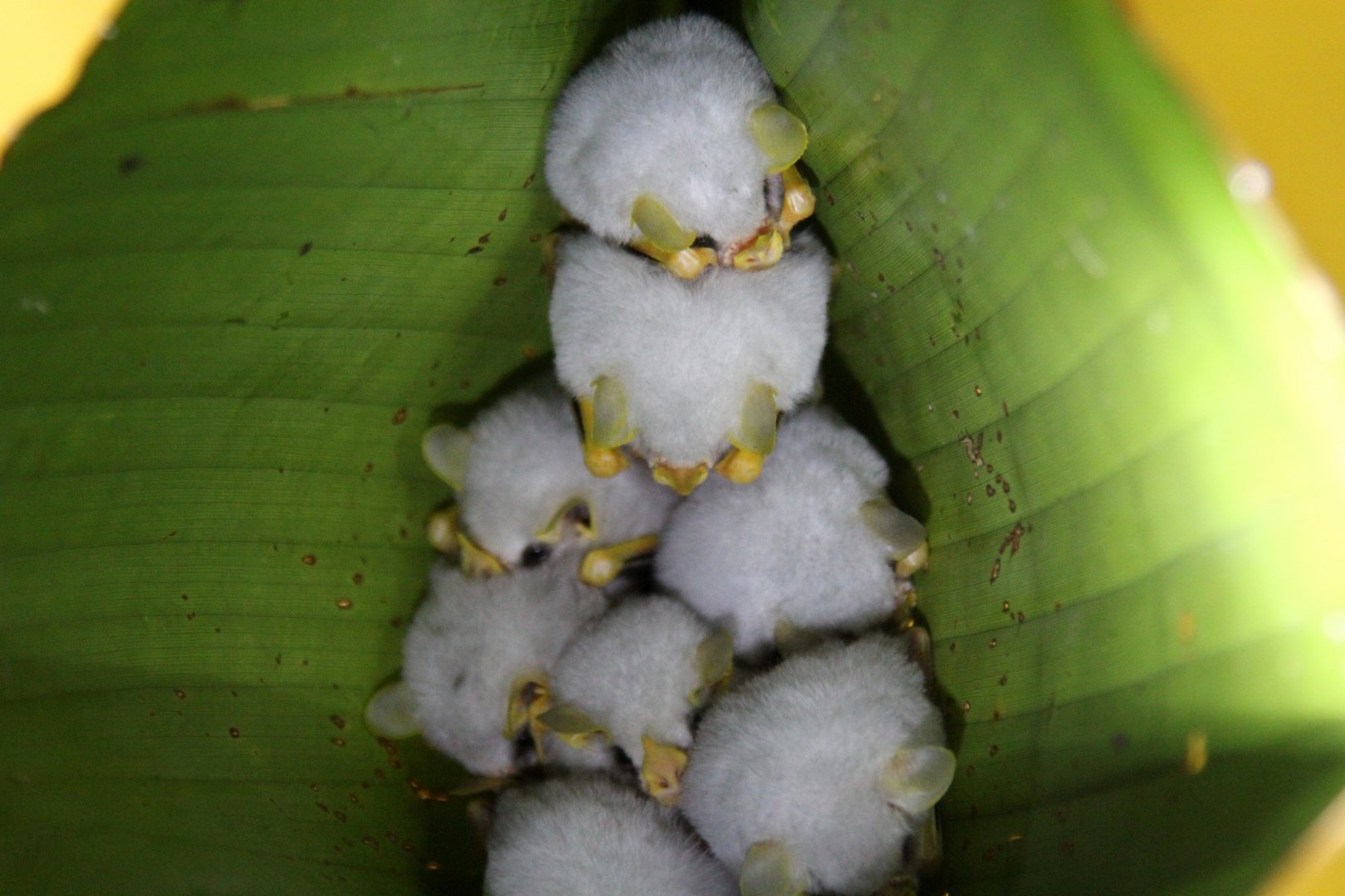 Honduran white bat (Ectophylla alba)
