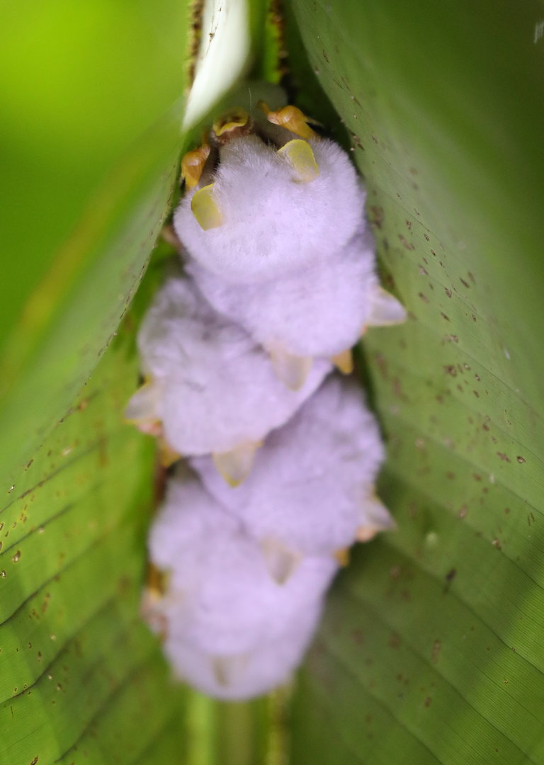 Honduran white bat (Ectophylla alba)