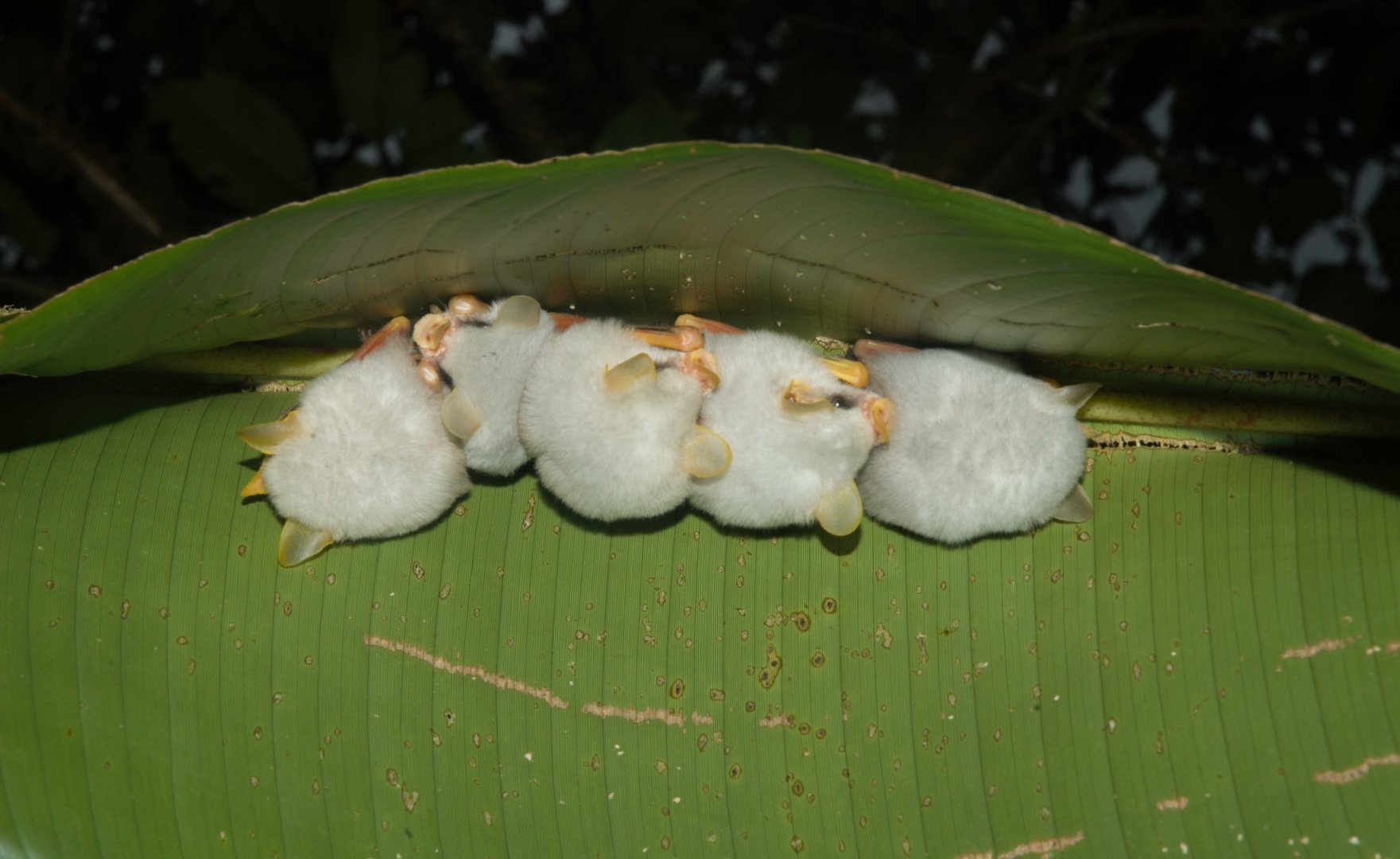 Honduran White Bat (Ectophylla alba)