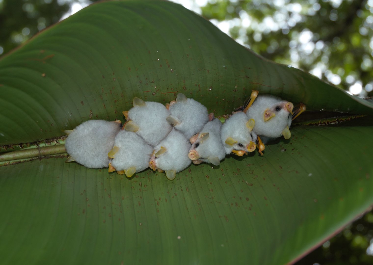 Honduran White Bat (Ectophylla alba)