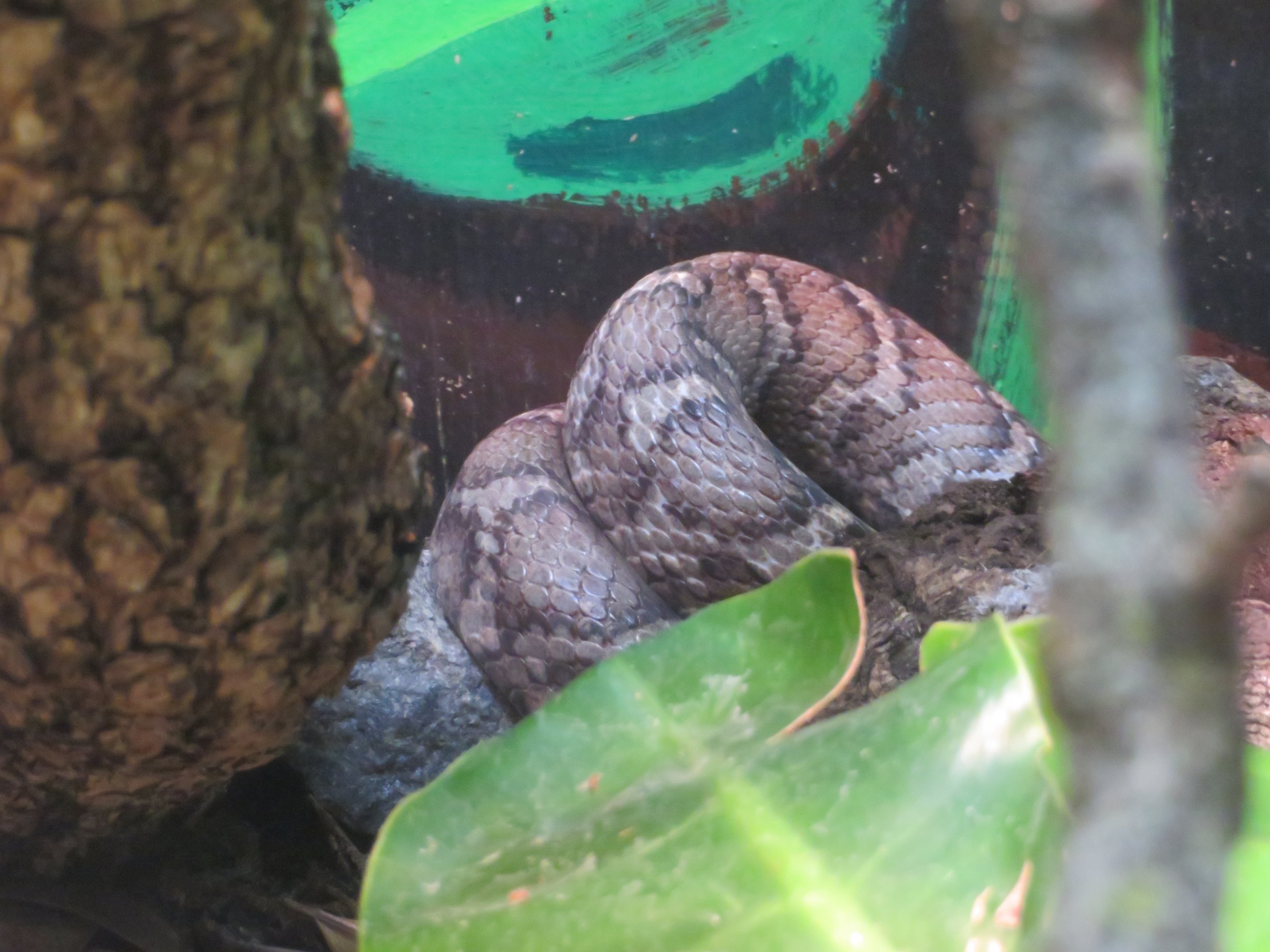 Honduran/Yellow-Red Rat Snake