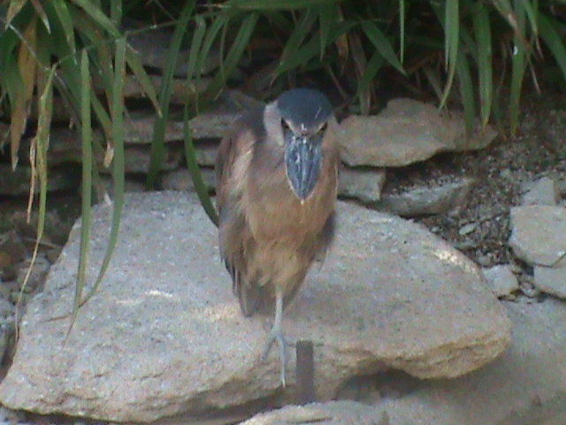 honduras boat-billed heron 100711