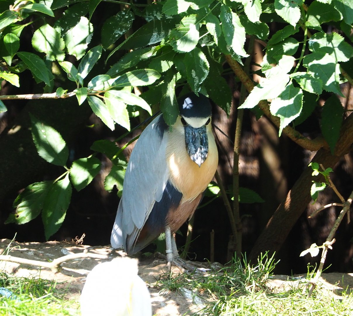 Honduras boat-billed heron (Cochlearius cochlearius ridgwayi), 2021-09-02
