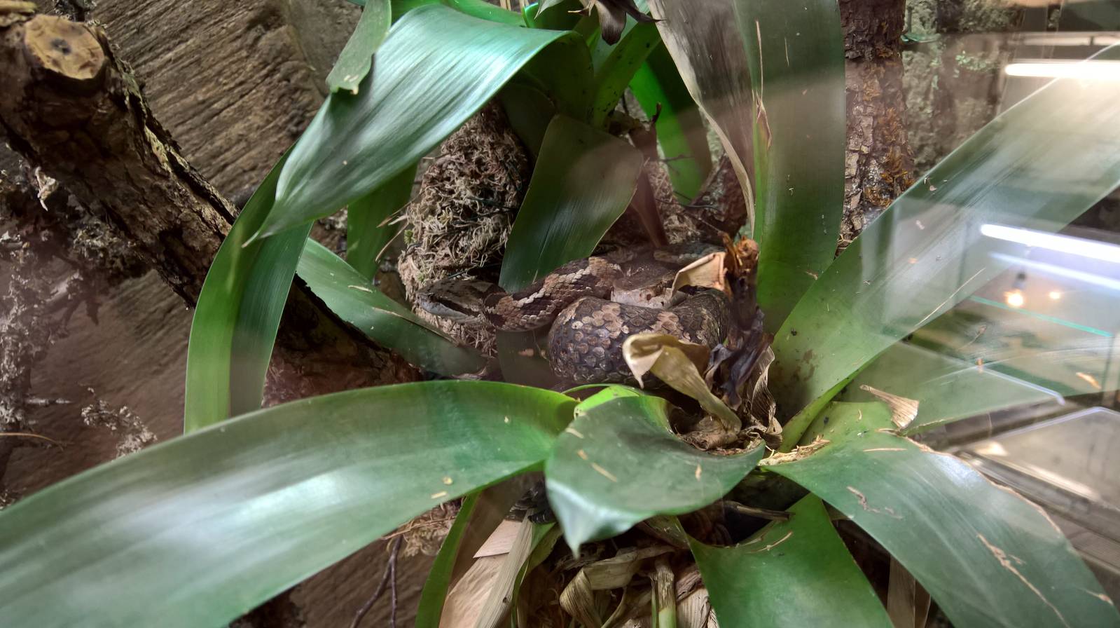 Honduras montane pitviper