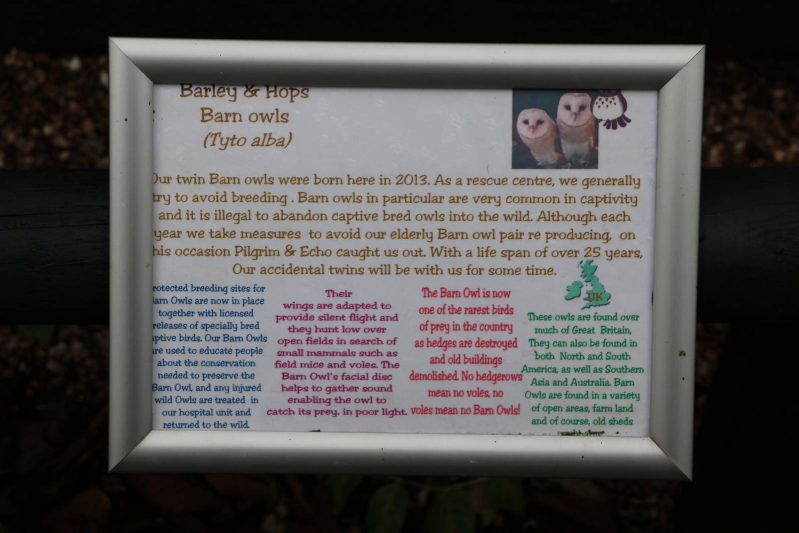 Honest barn owl sign, November 2015