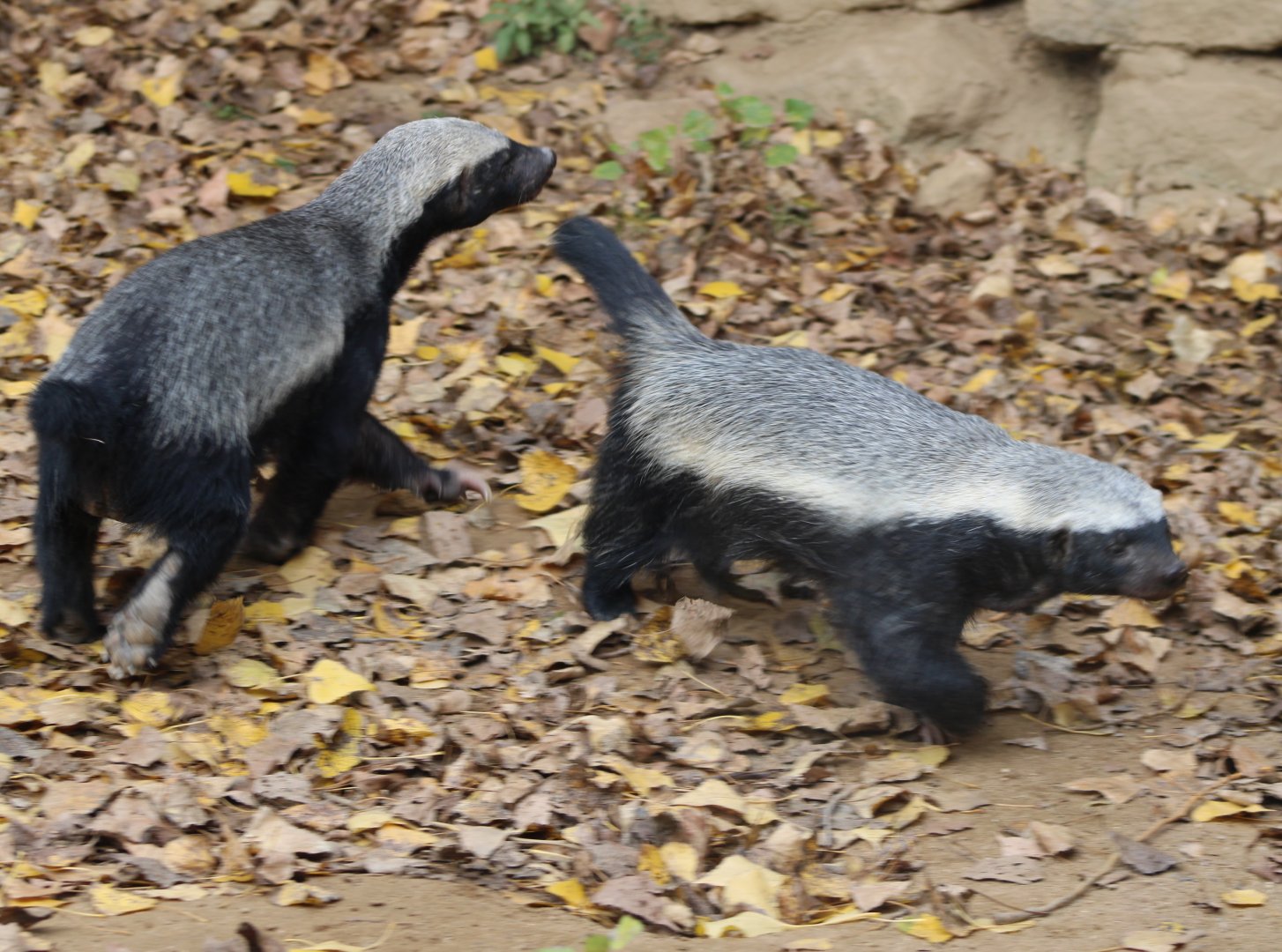 Honey badgars in outdoor-enclosure