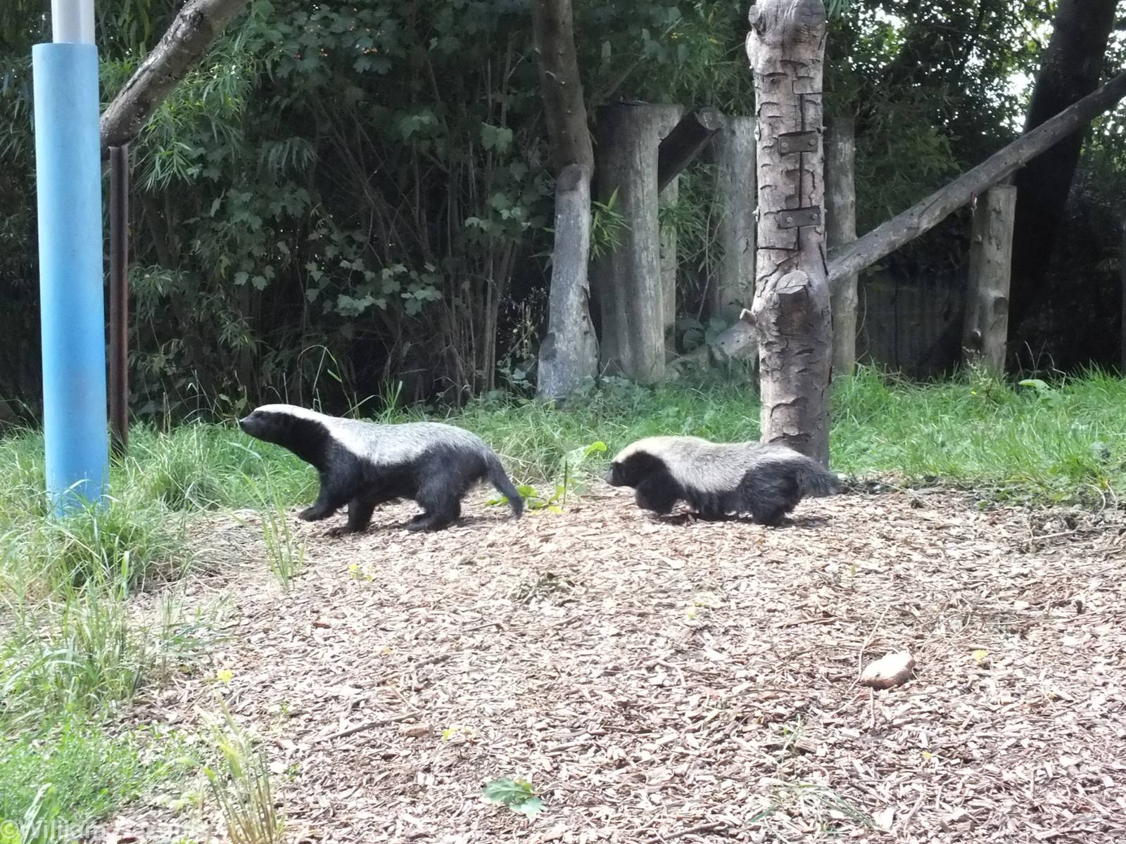 Honey Badger Adult and Young