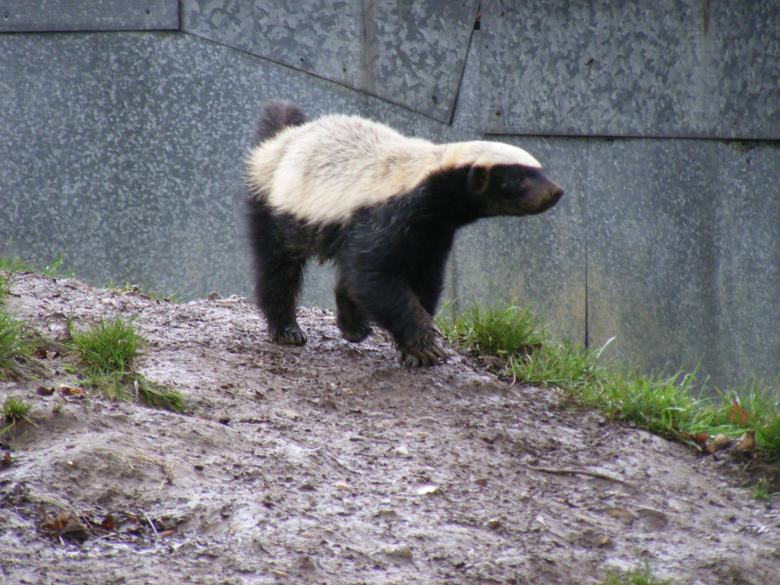 Honey badger at Howletts Wild Animal Park, 12 February 2011