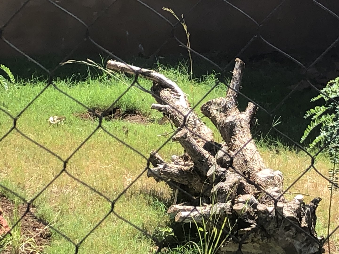 Honey Badger Destruction Already