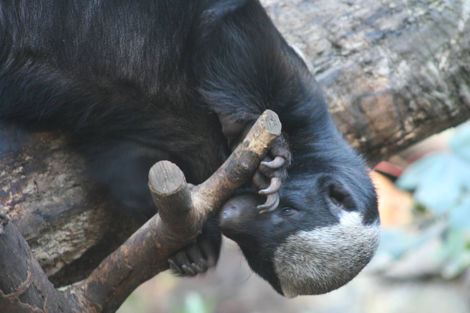 Honey Badger @ Edinburgh 17.10.07