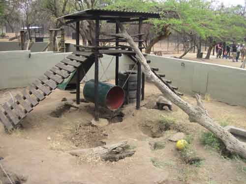 Honey Badger Enclosure