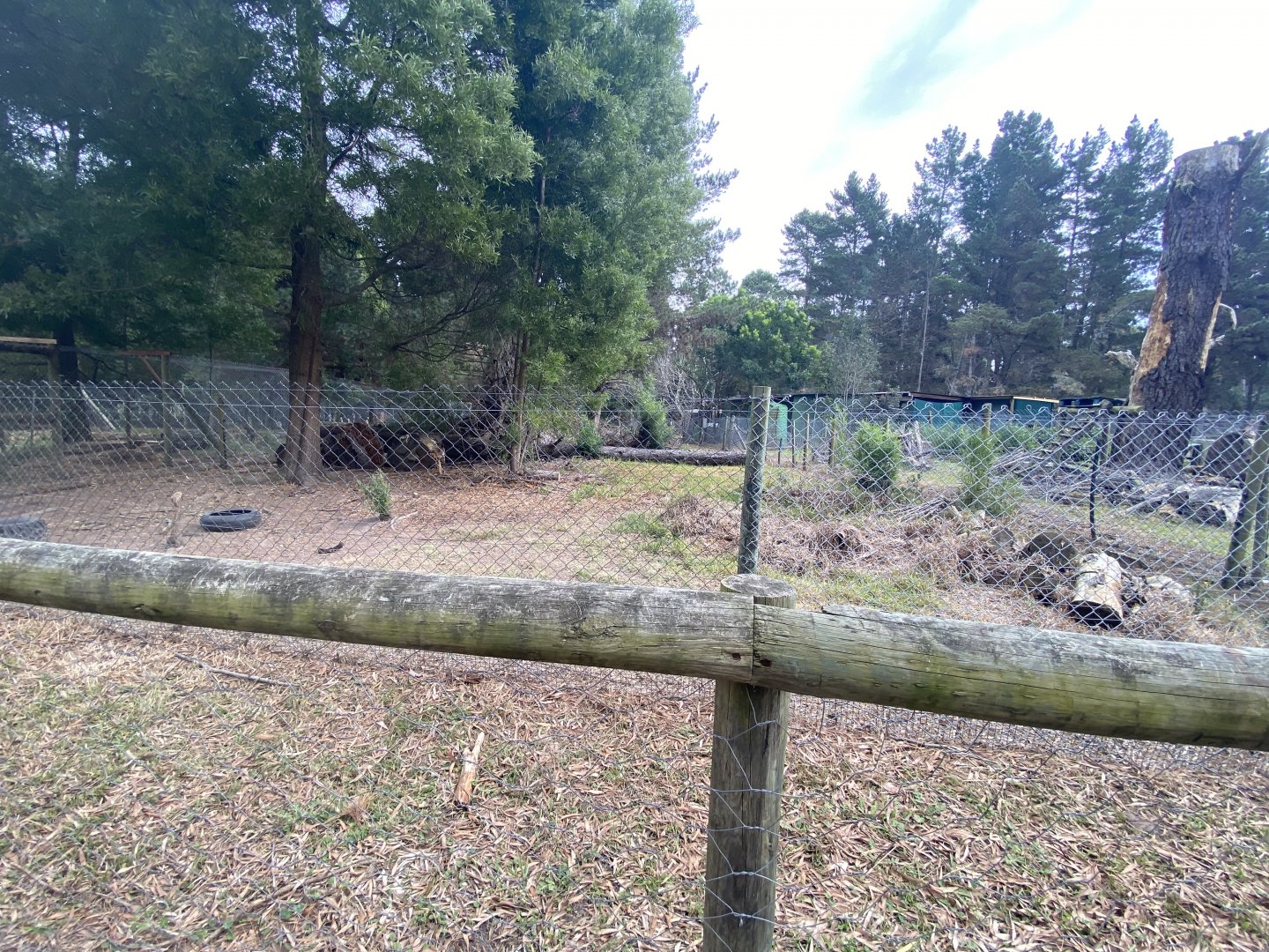 Honey badger enclosure