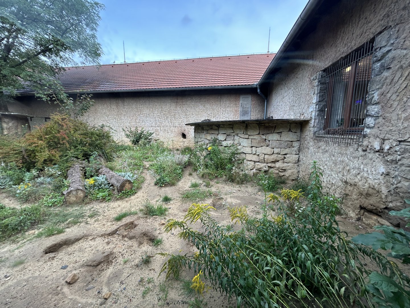 Honey Badger Exhibit - Africa Up Close