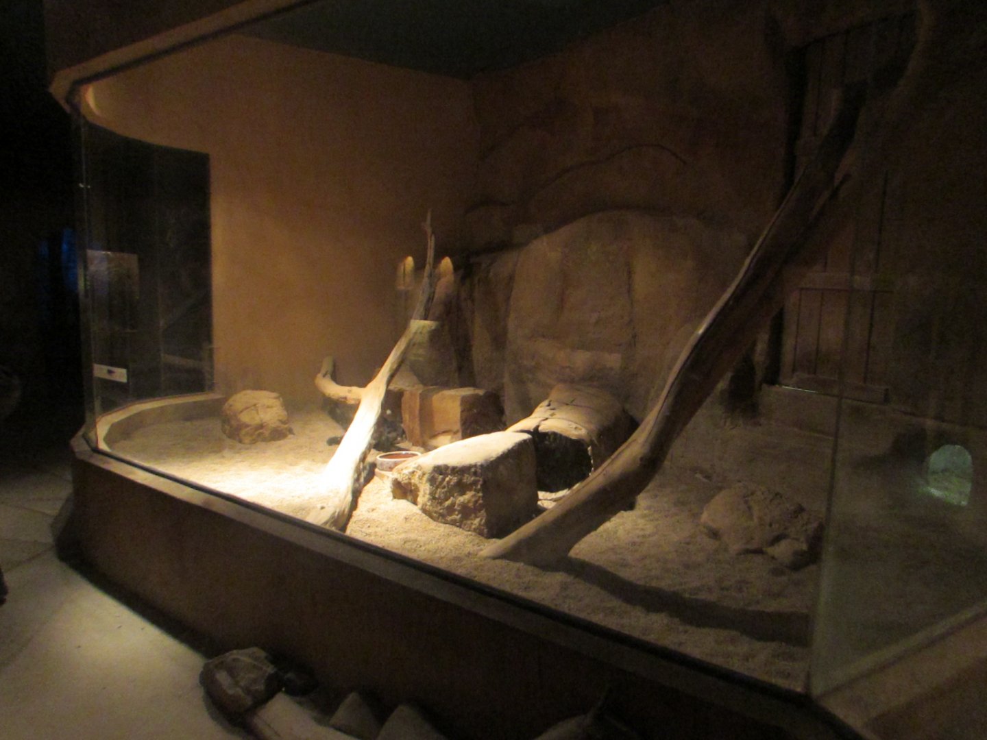 Honey Badger exhibit + Julz/2017