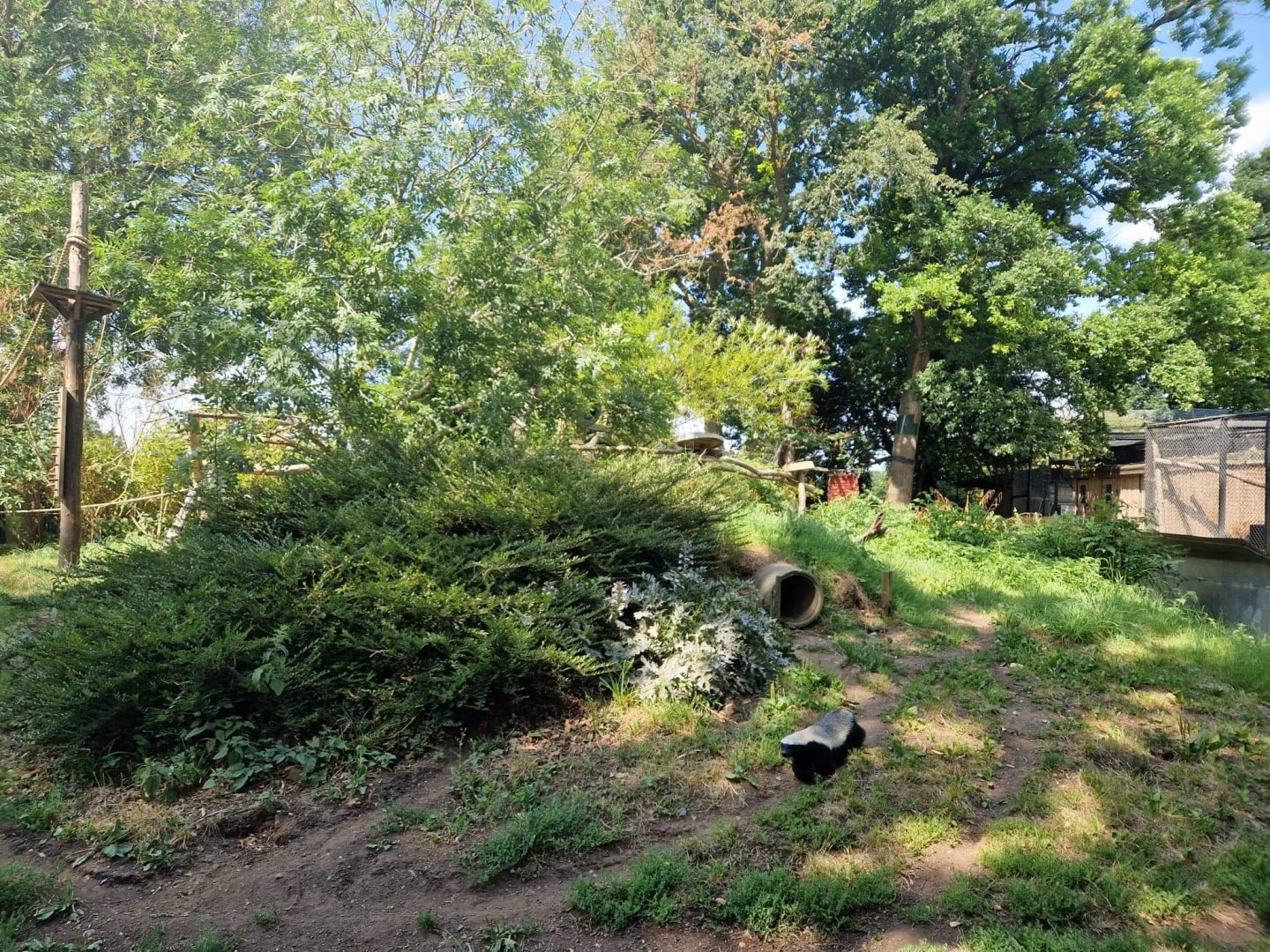 Honey Badger exhibit