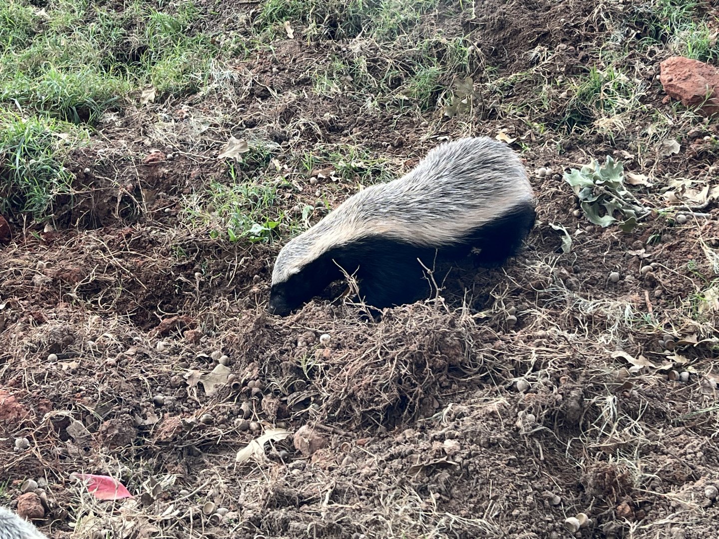 Honey Badger (female)