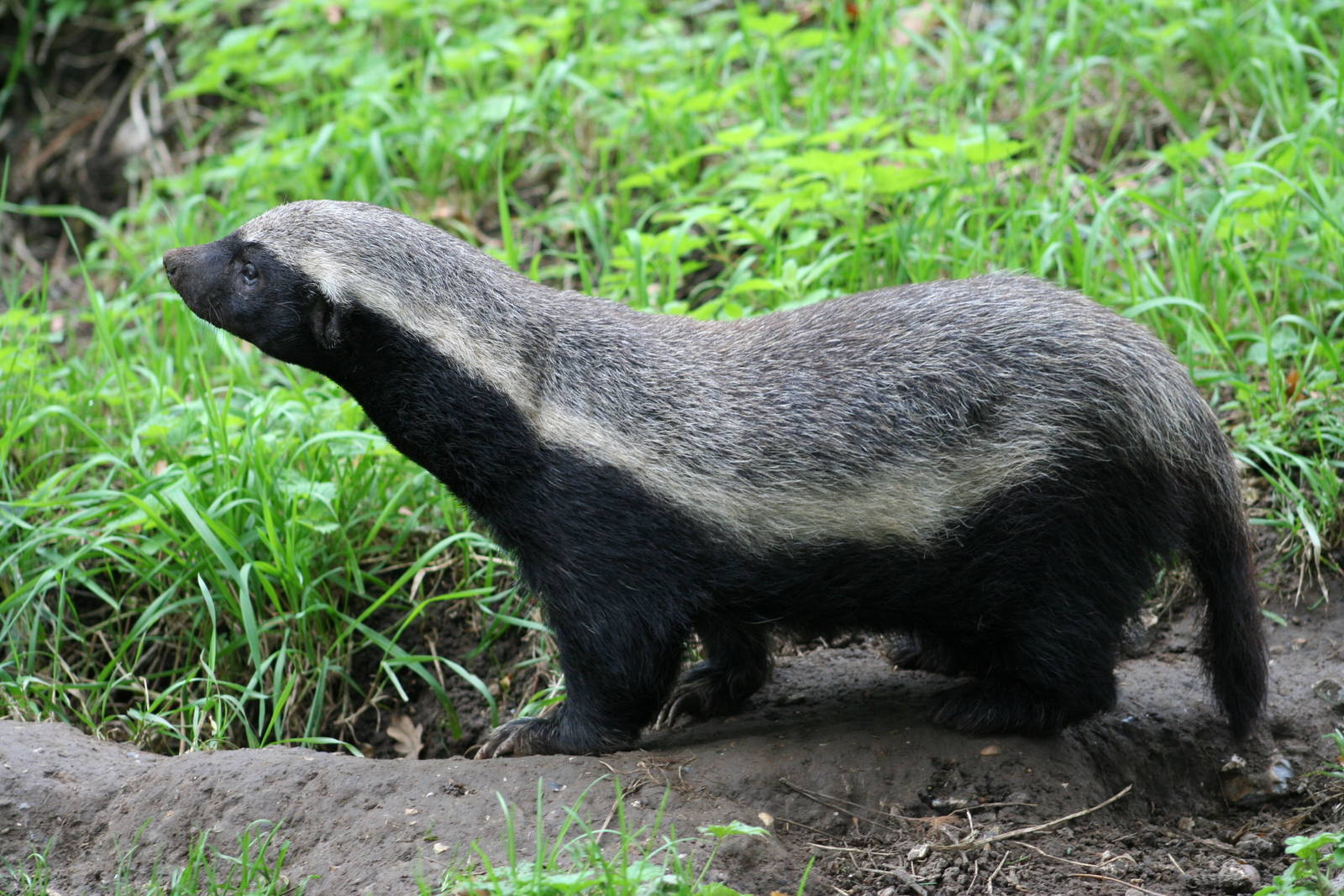 Honey Badger @ Howletts 17.10.06