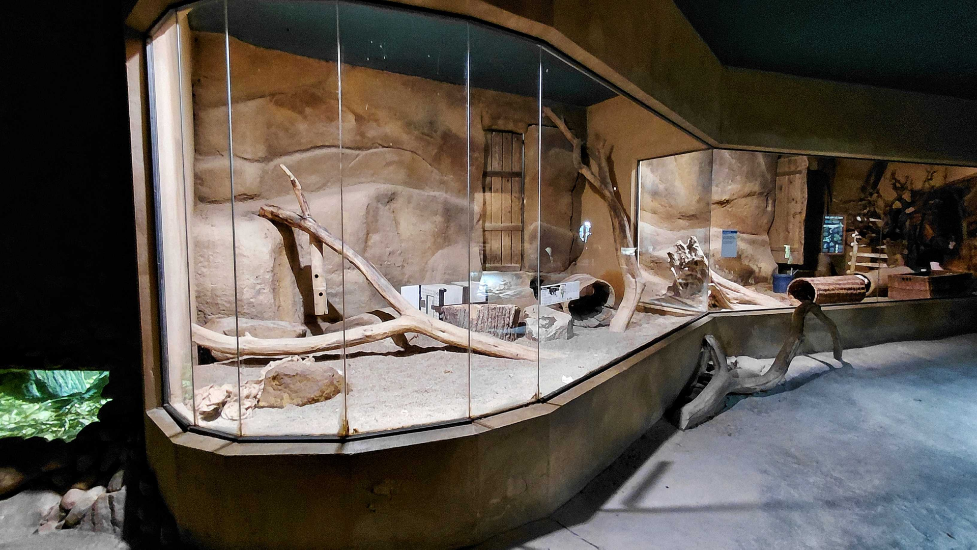 Honey badger indoor exhibit