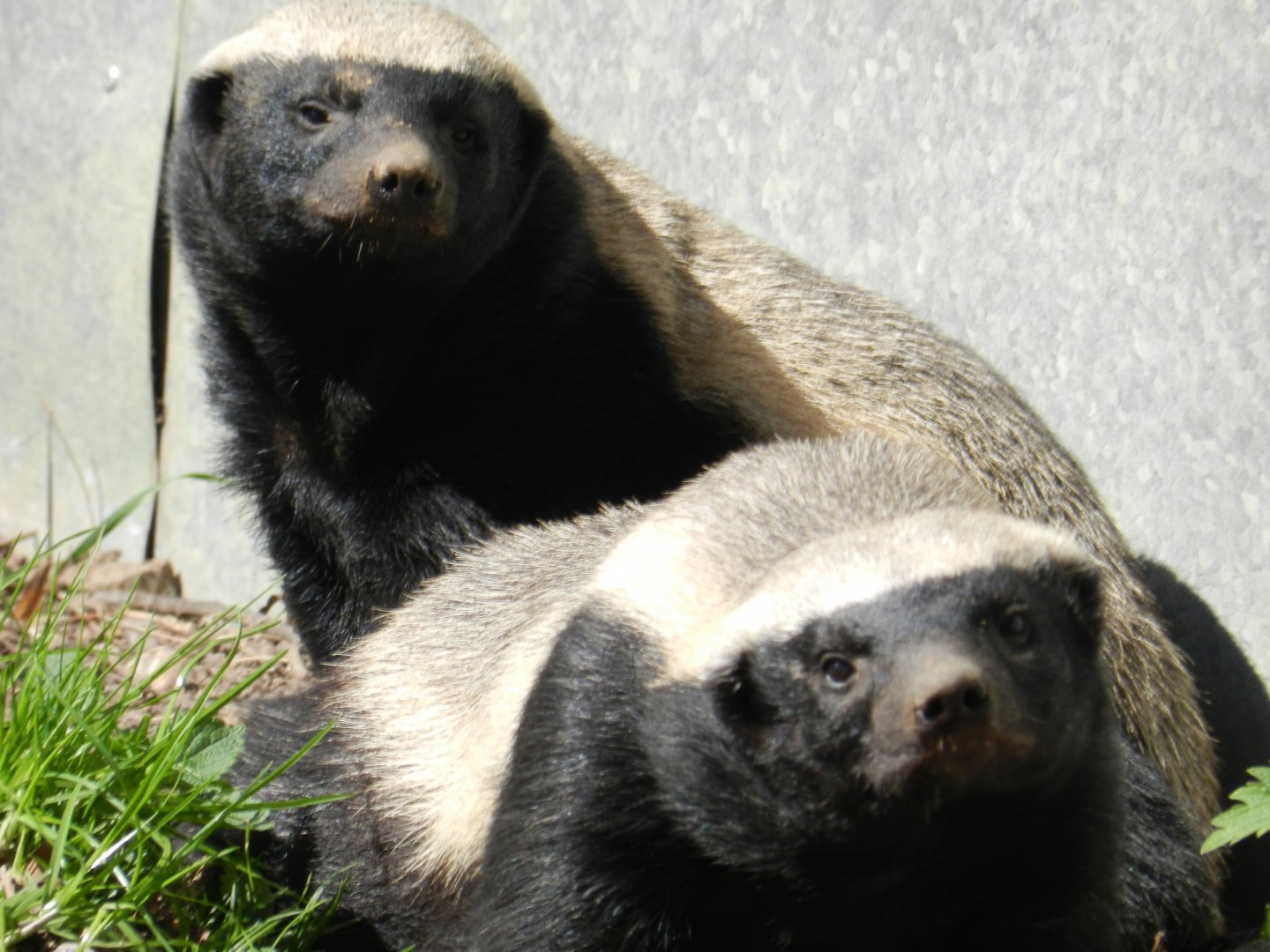 Honey Badger (Mellivora capensis) at Howletts Wild Animal Park, England