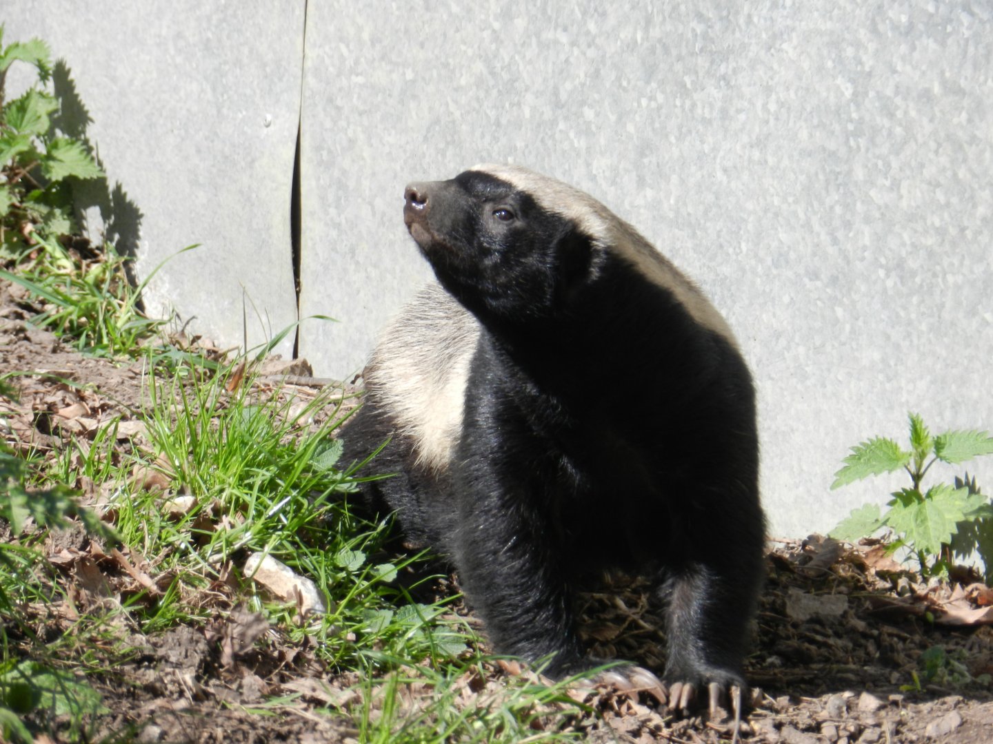 Honey Badger (Mellivora capensis) at Howletts Wild Animal Park, England