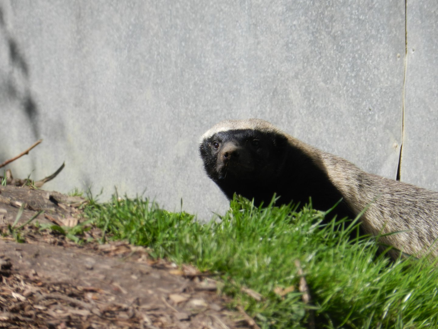 Honey Badger (Mellivora capensis) at Howletts Wild Animal Park, England