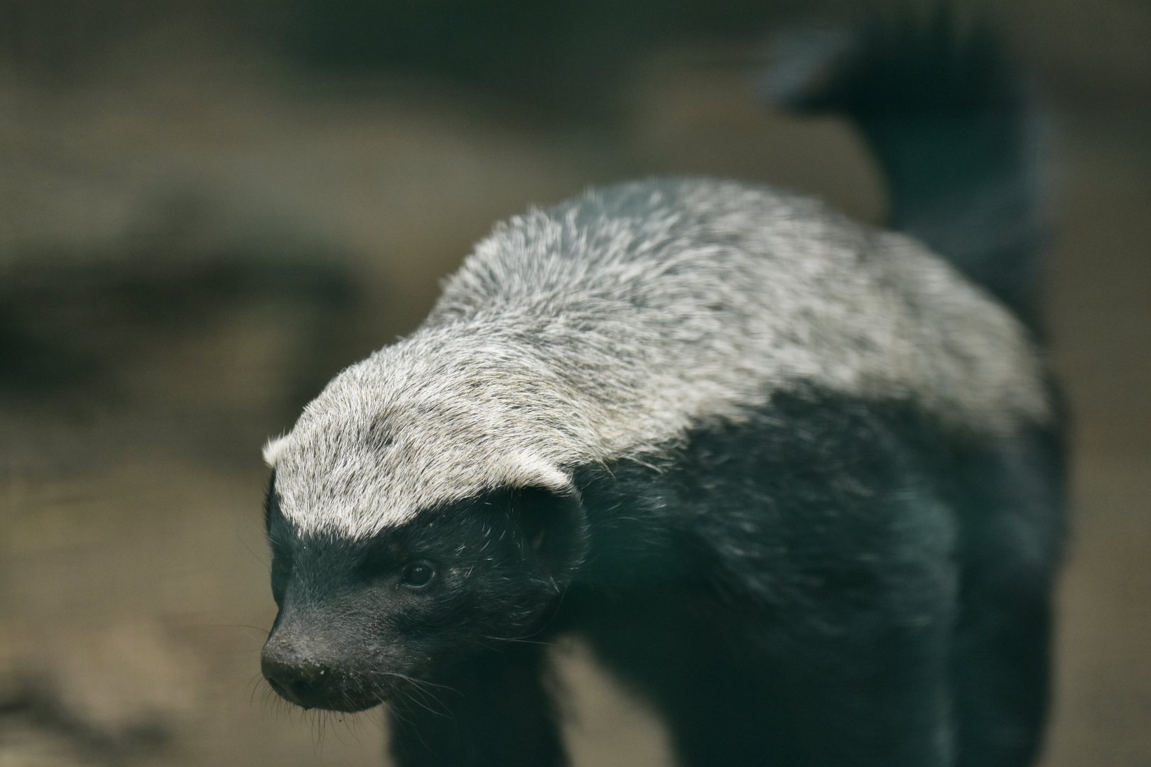 Honey badger (Mellivora capensis)