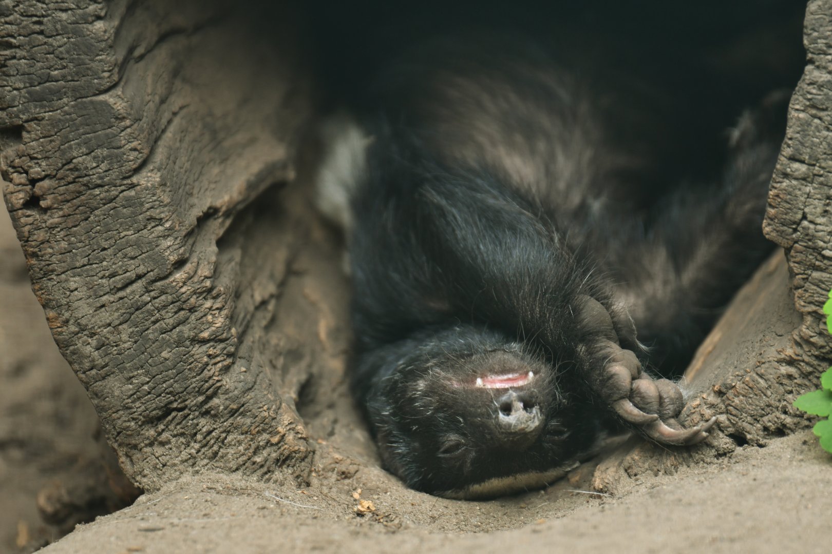 Honey badger (Mellivora capensis)