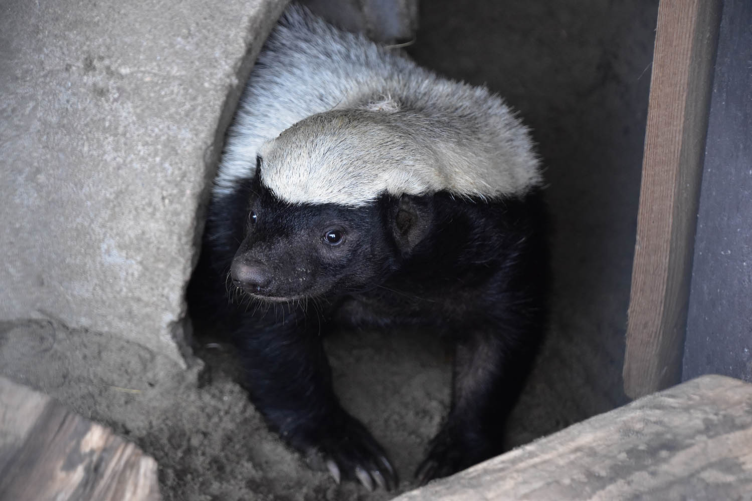Honey badger (Mellivora capensis)