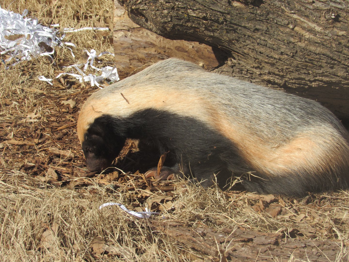 Honey Badger (Mellivora capensis)