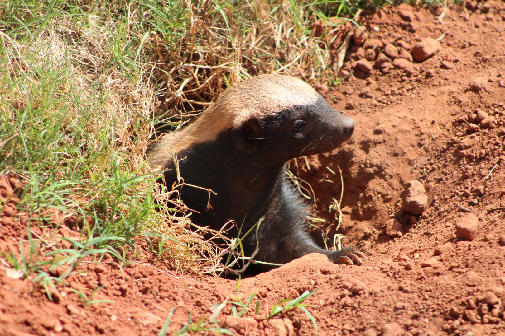 Honey Badger (Mellivora capensis)