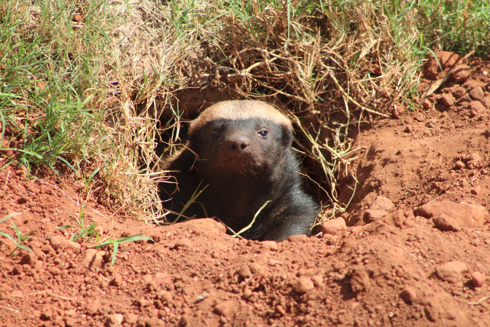 Honey Badger (Mellivora capensis)