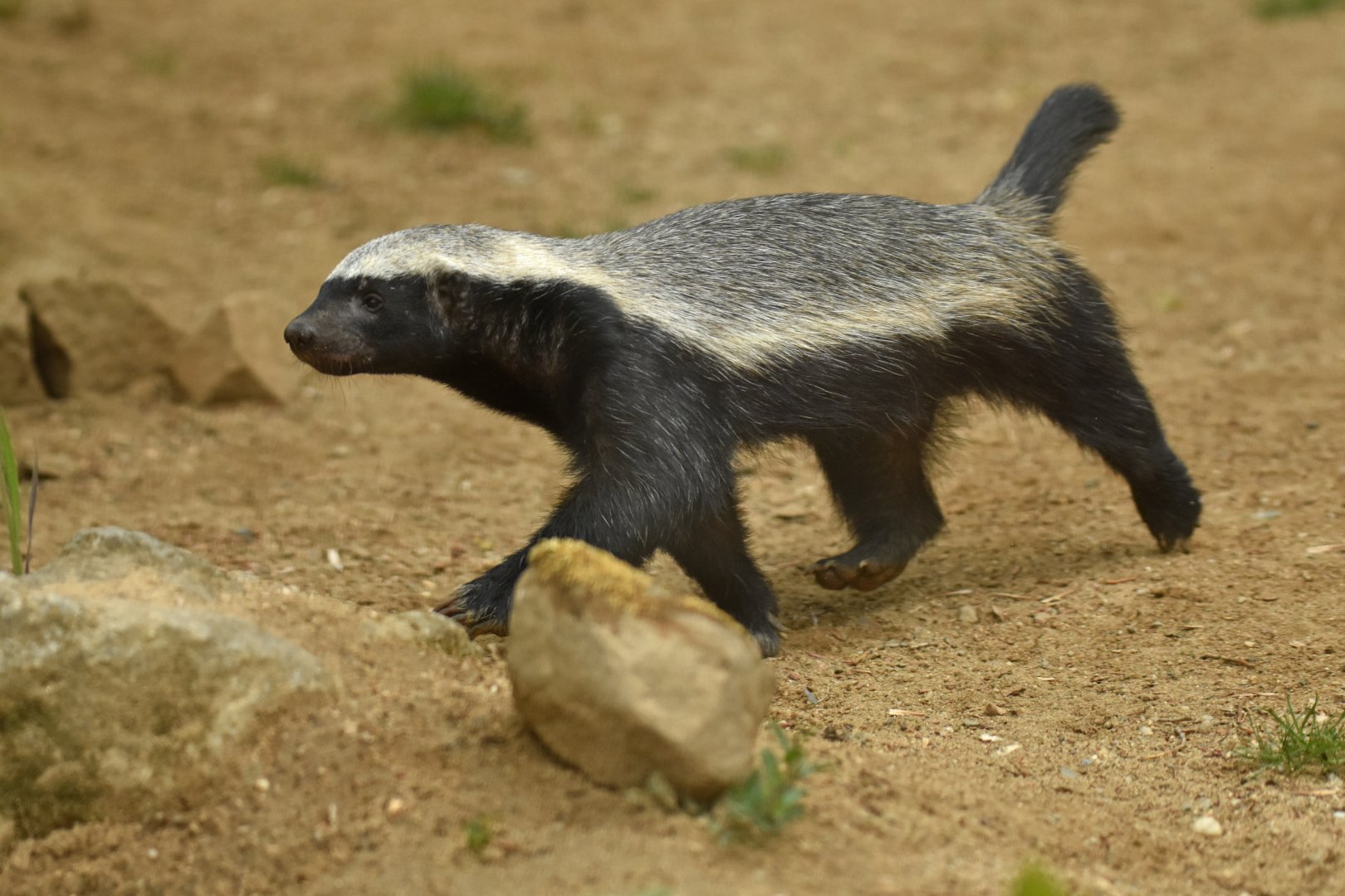 Honey badger Mellivora capensis